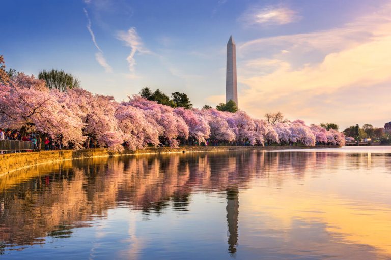 Landscape photo of Washington DC cherry blossoms and Washington Monument