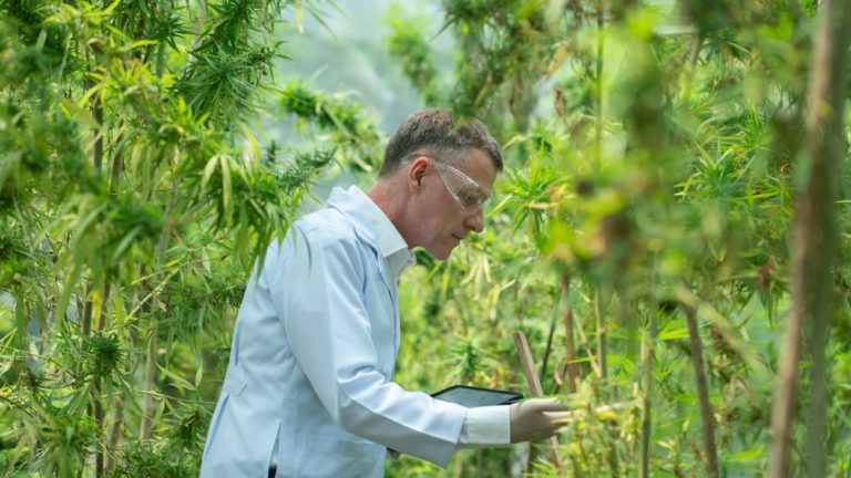 Cannabis farmer inspecting greenhouse plants