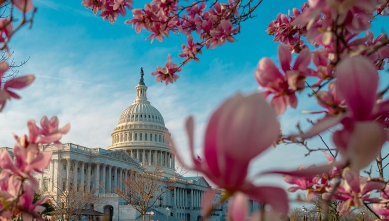 Capitol in Washington, D.C. with Cherry Blossoms